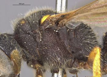 Media type: image;   Entomology 13770 Aspect: thorax lateral